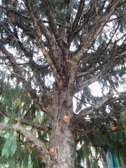 Cupressus × notabilis