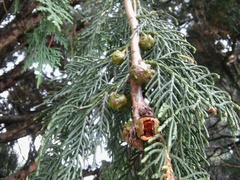Cupressus × notabilis