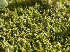 Syntrichia antarctica