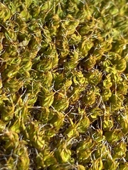 Syntrichia antarctica