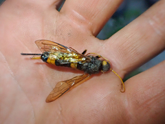 Urocerus flavicornis