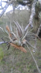 Tillandsia recurvifolia