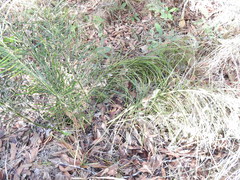 Macrozamia pauli-guilielmi