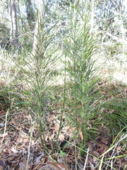 Macrozamia pauli-guilielmi