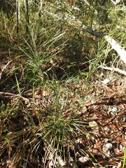 Macrozamia pauli-guilielmi