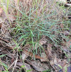 Macrozamia pauli-guilielmi
