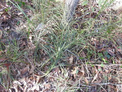 Macrozamia pauli-guilielmi