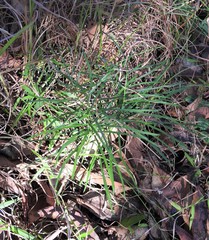 Macrozamia pauli-guilielmi