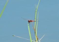 Celithemis bertha