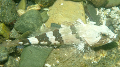 Myoxocephalus aenaeus