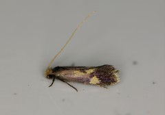 Isocorypha mediostriatella