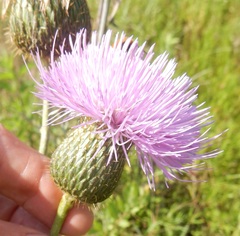 Cirsium engelmannii