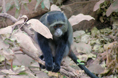 Cercopithecus mitis manyaraensis