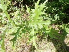 Cirsium engelmannii
