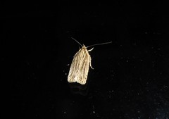 Agonopterix umbellana