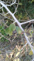 Microlobius foetidus