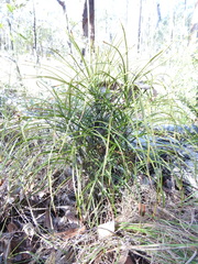 Macrozamia pauli-guilielmi