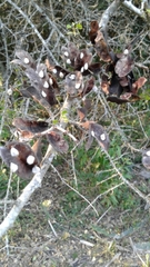 Microlobius foetidus