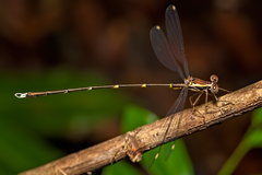 Episynlestes albicaudus