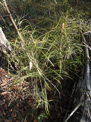 Macrozamia pauli-guilielmi
