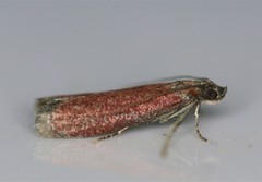 Varneria postremella