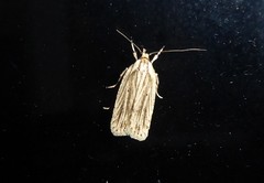 Agonopterix umbellana
