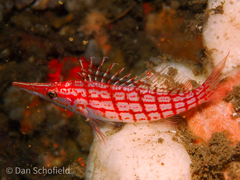 Oxycirrhites typus