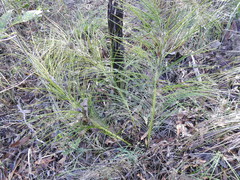 Macrozamia pauli-guilielmi