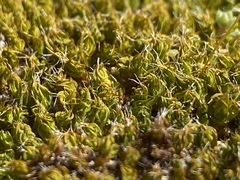 Syntrichia antarctica