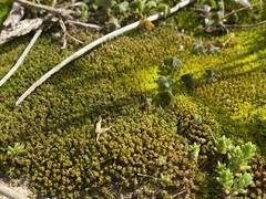 Syntrichia antarctica
