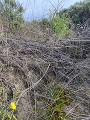 Syntrichia antarctica