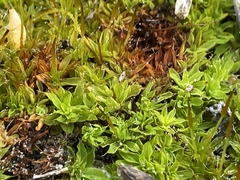 Syntrichia antarctica