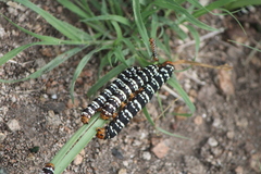 Xanthopastis moctezuma