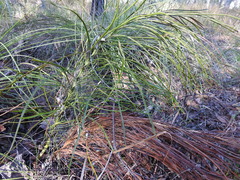 Macrozamia pauli-guilielmi