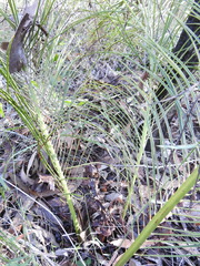 Macrozamia pauli-guilielmi