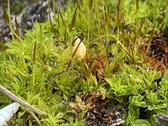 Syntrichia antarctica
