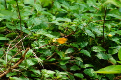 Pyrisitia dina westwoodi