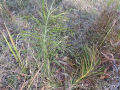 Macrozamia pauli-guilielmi