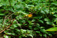 Pyrisitia dina westwoodi