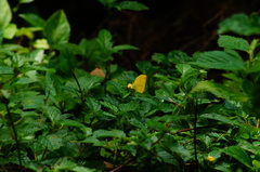 Pyrisitia dina westwoodi