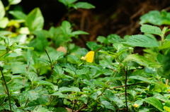 Pyrisitia dina westwoodi