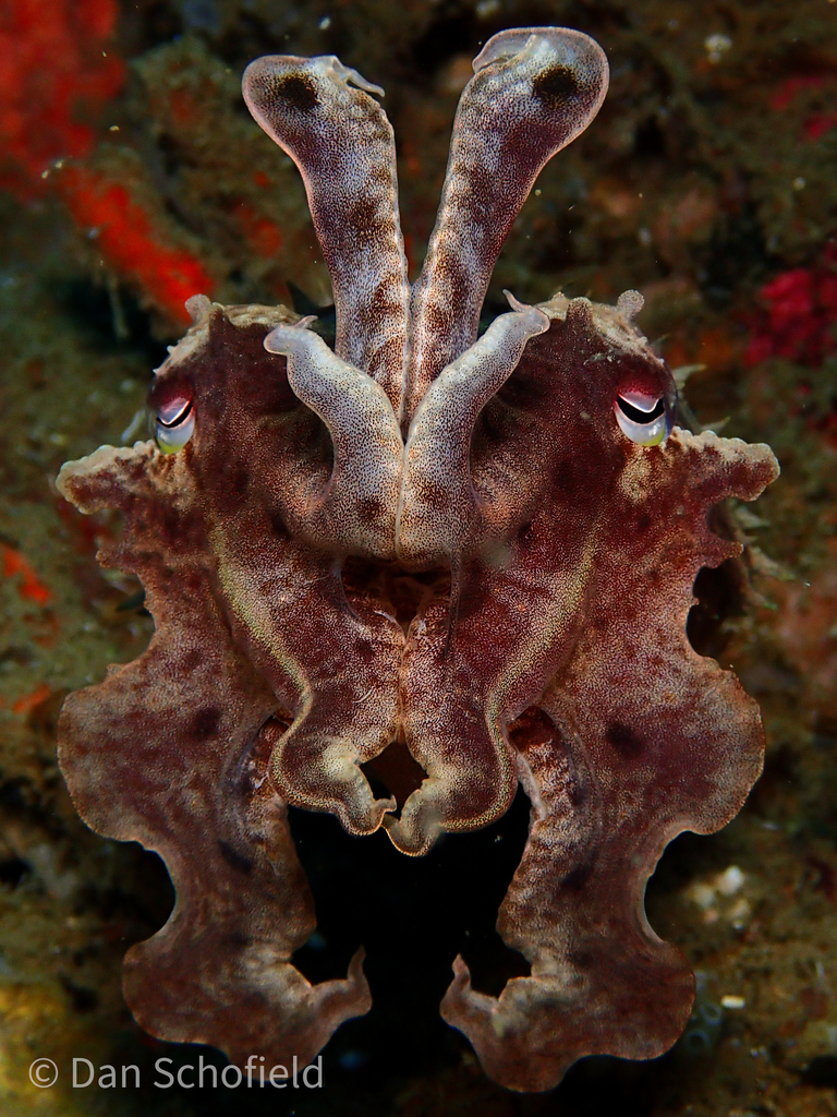 Broadclub cuttlefish facing the camera with arms raised