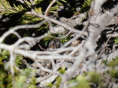 Zonotrichia leucophrys