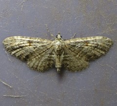 Eupithecia interruptofasciata