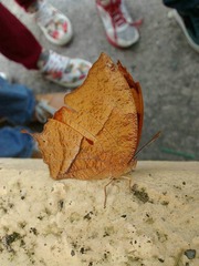 Fountainea glycerium comstocki