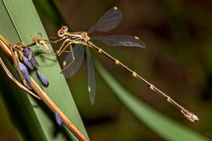 Episynlestes albicaudus