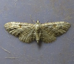 Eupithecia interruptofasciata
