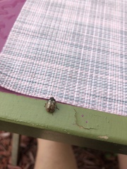 Calligrapha philadelphica