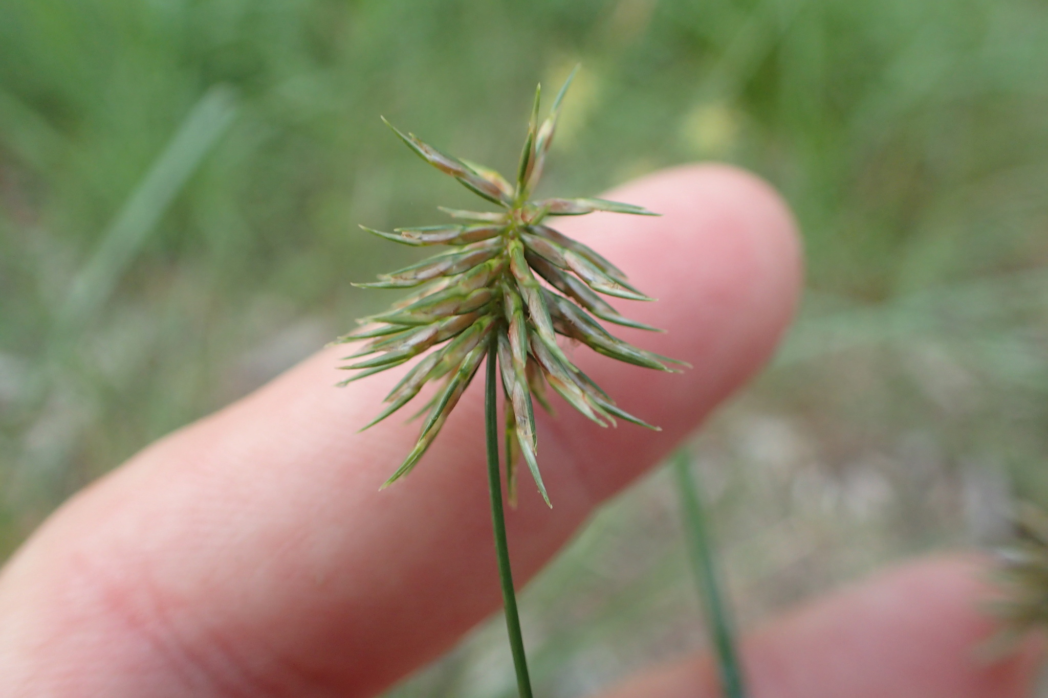 Cyperus hystricinus