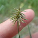 Cyperus hystricinus - Photo (c) Andy Newman,  זכויות יוצרים חלקיות (CC BY-NC), uploaded by Andy Newman